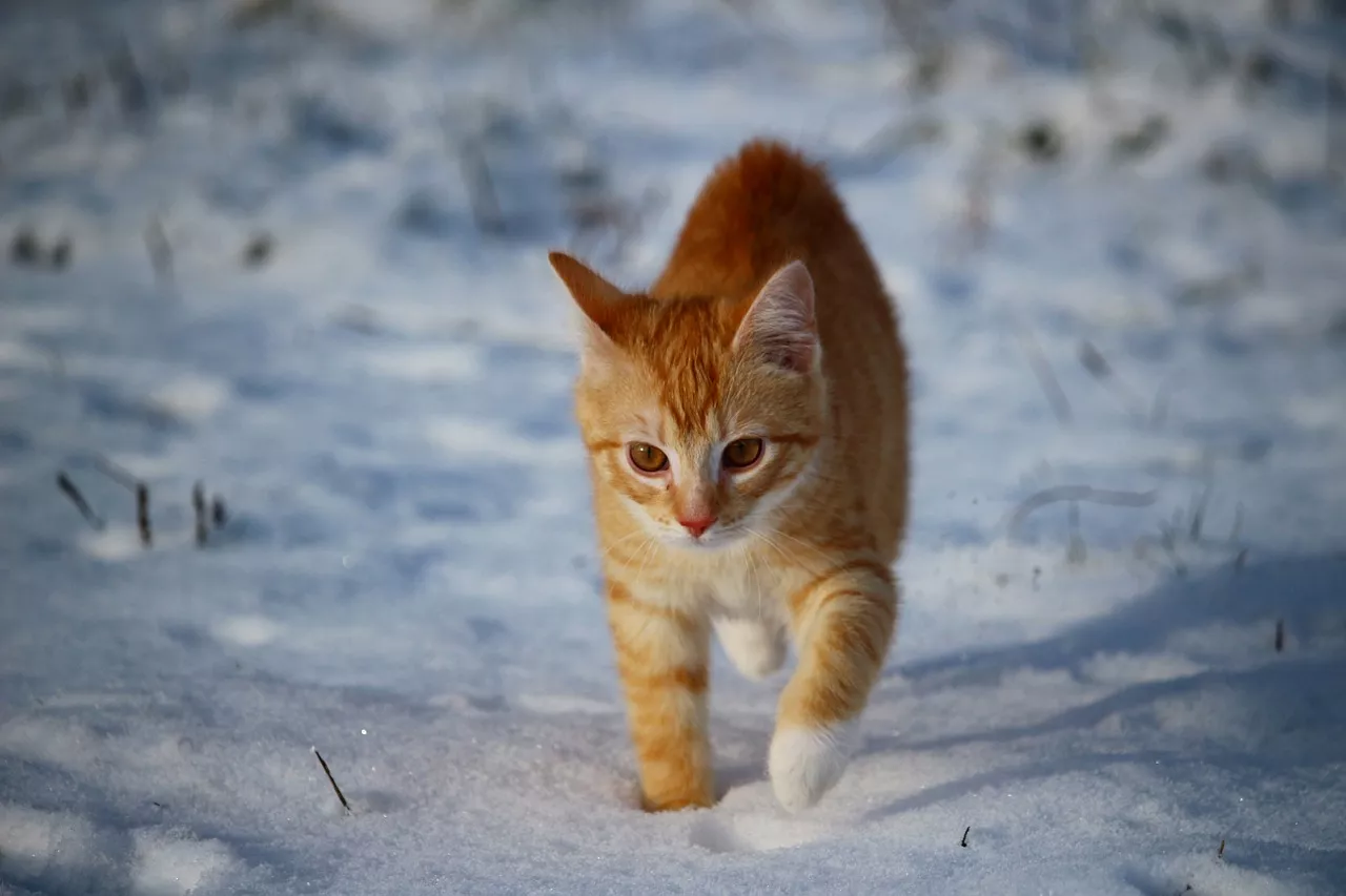 Péče o kočku v zimě: nepřeceňujte huňatý kožich a kočce dopřejte teplé zázemí