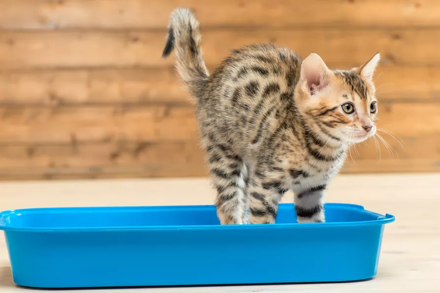 Jak zastavit průjem u kočky? K lepšímu zažívání pomohou i probiotika