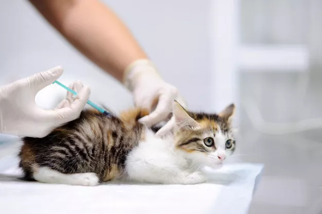 Nežádoucí reakce na očkování koček a psů: Jak je poznat a vyřešit?
