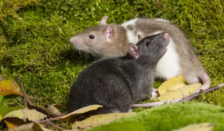 Chov potkanů: pořiďte si nenáročného a inteligentního společníka