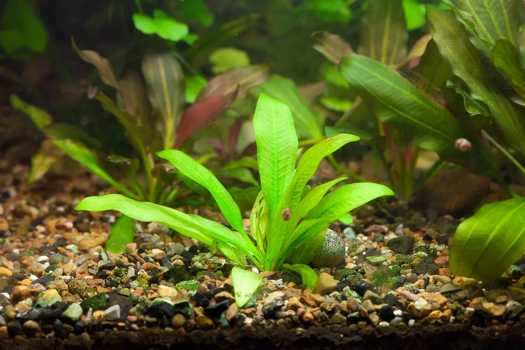 Jak se zbavit ruduchy v akváriu? Černou řasu zlikvidujeme pomocí žiletky nebo tekutého uhlíku