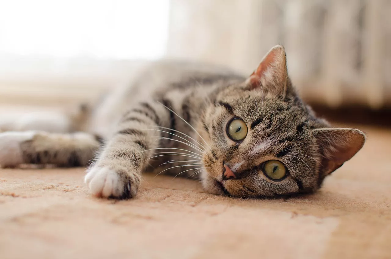 Jaká je péče o kotě s citlivým zažíváním? Správné krmení koťat je základ