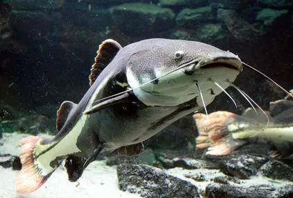 Sumeček africký je agresivní sladkovodní ryba, která potřebuje prostornou nádrž