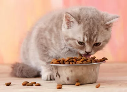 Jak vybrat nejvhodnější granule pro kočky a koťata