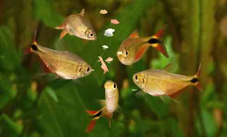 Jaké je nejlepší krmení pro akvarijní rybičky? Důležitý je pestrý jídelníček a pravidelnost krmení