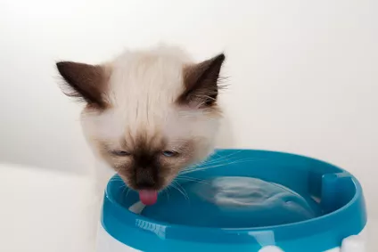 Fontána pro kočky jako neustálý zdroj čerstvé vody pro lepší život vašeho mazlíčka