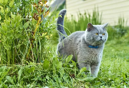 Jak rychle a účinně odstranit značkování koček?
