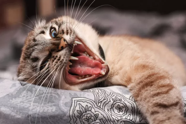 Jak se postarat o kočičí zuby? Chce to trénink, jemnost a trpělivost