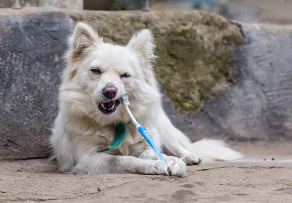 Tipy a rady jak na čištění zubů u psa: buďte trpěliví a psa odměňte