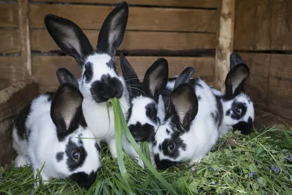 Chov králíků pro začátečníky: 10 užitečných rad, kterých je dobré se držet