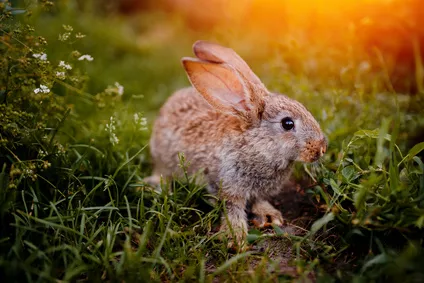 Jaké jsou nejčastější nemoci králíků? Králičí mor nebo kokcidióza mohou způsobit úhyn celého chovu