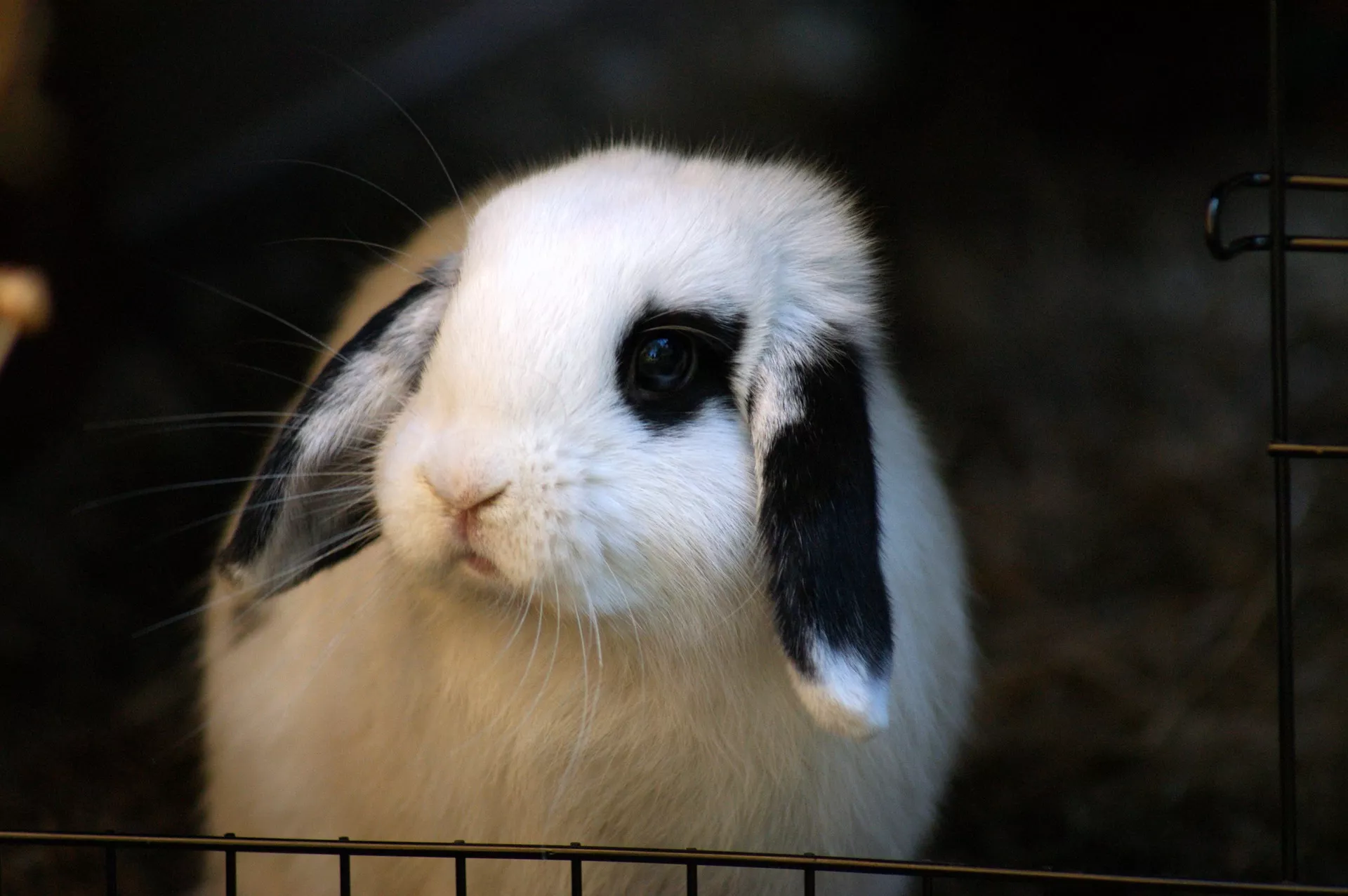 Zakrslý králíček je opravdovým domácím mazlíčkem. Jeho chov je nenáročný, v pubertě ale může zlobit