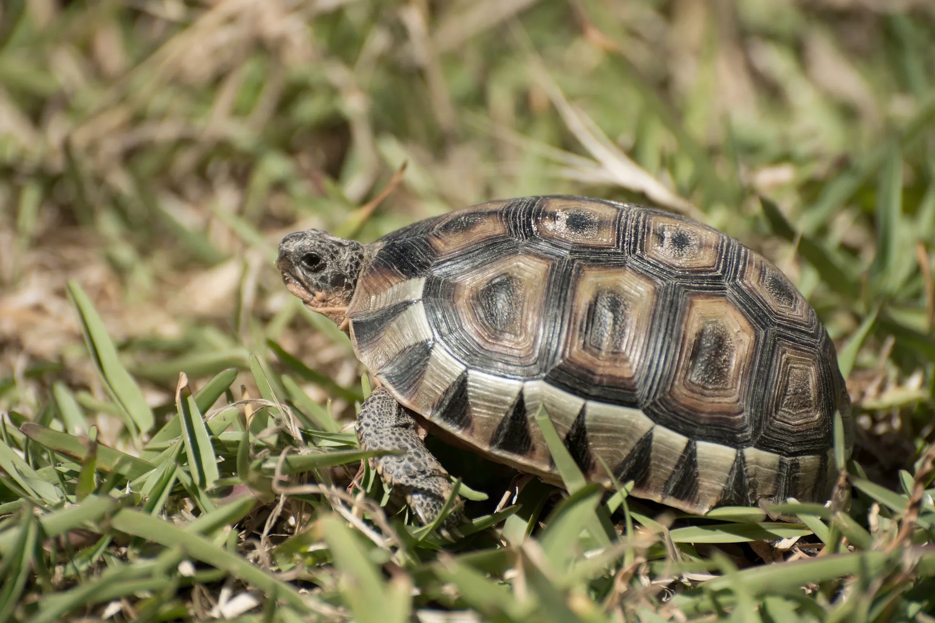 Chov želvy suchozemské nebo vodní – dlouhověký mazlíček ideální nejen pro alergiky